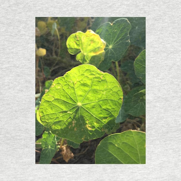 Nasturtium by TerraDumont